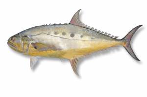 QUEENFISH Gaint [ Scomberoides commersonnianus ]