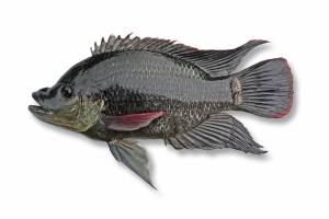 TILAPIA [ Oreochromis mossambica ]  Male 280mm
